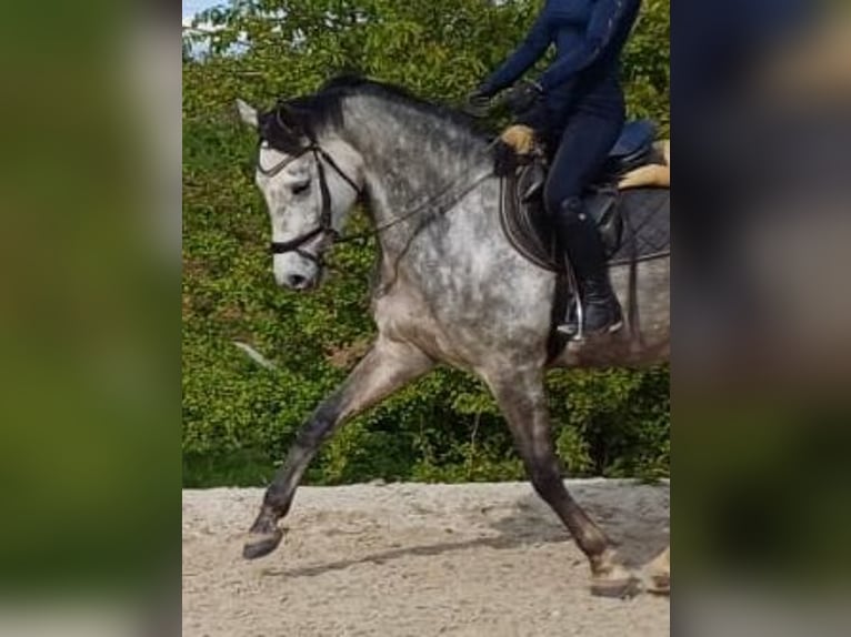 Niemiecki koń sportowy Klacz 4 lat 166 cm Siwa in Illingen