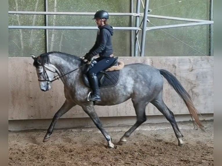 Niemiecki koń sportowy Klacz 4 lat 166 cm Siwa in Illingen