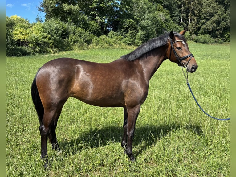 Niemiecki koń sportowy Klacz 4 lat 167 cm Gniada in Gomadingen