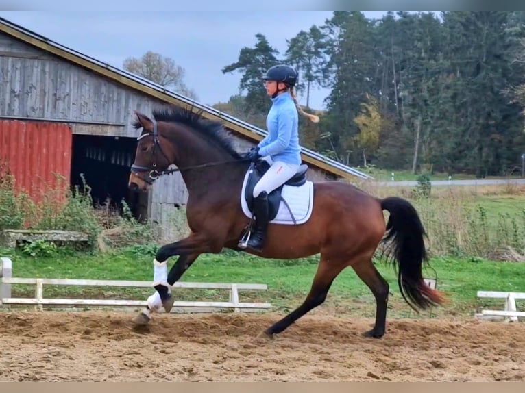 Niemiecki koń sportowy Klacz 4 lat 167 cm Gniada in Vorbeck