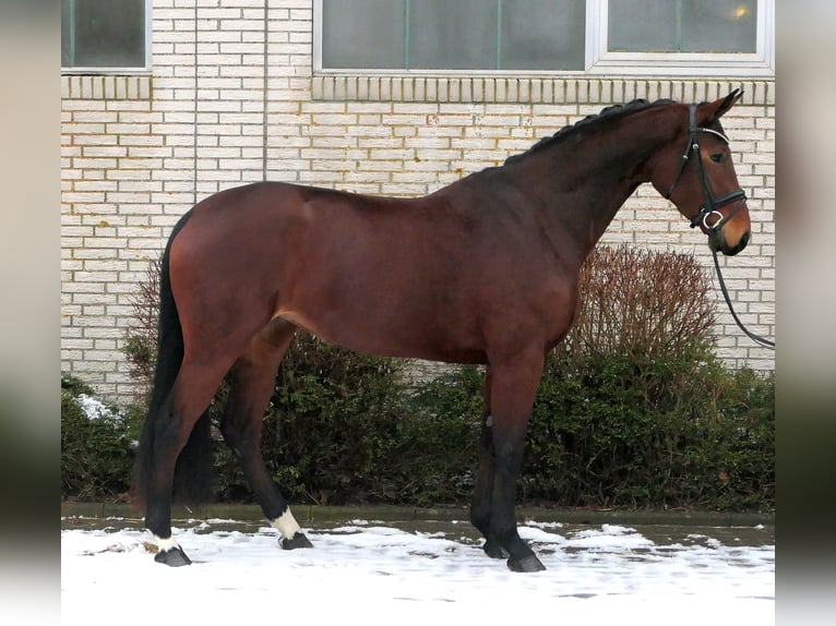 Niemiecki koń sportowy Klacz 4 lat 167 cm Gniada in Lastrup