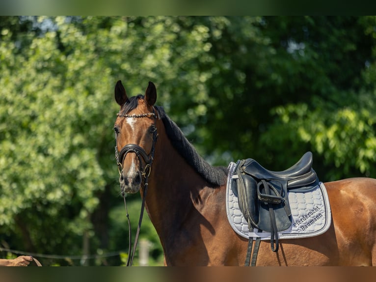 Niemiecki koń sportowy Klacz 4 lat 167 cm Gniada in Kraiburg am Inn