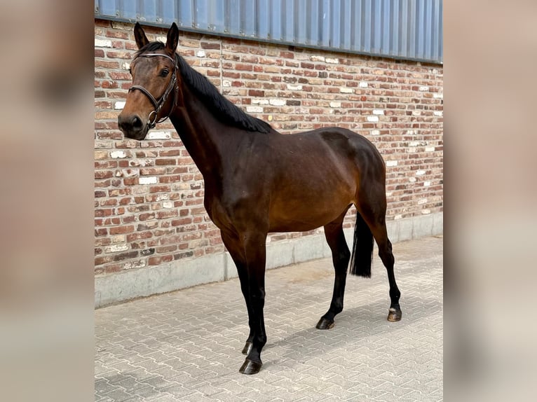 Niemiecki koń sportowy Klacz 4 lat 168 cm Ciemnogniada in Grevenbroich