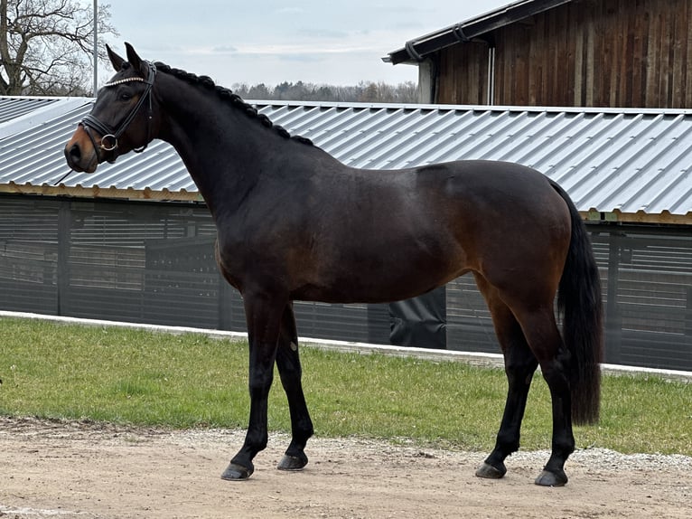 Niemiecki koń sportowy Klacz 4 lat 168 cm Ciemnogniada in Jengen