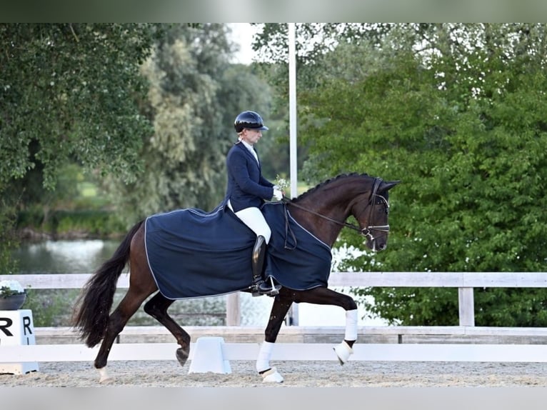 Niemiecki koń sportowy Klacz 4 lat 168 cm Ciemnokasztanowata in Wehringen