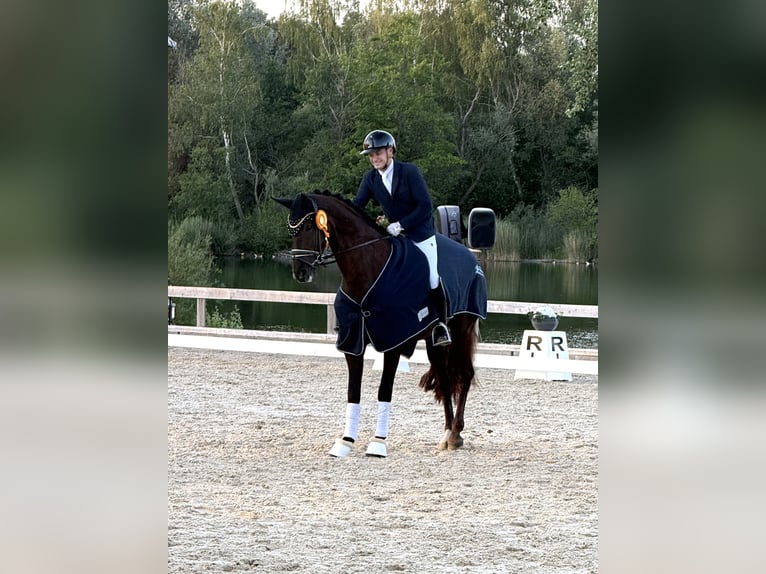 Niemiecki koń sportowy Klacz 4 lat 168 cm Ciemnokasztanowata in Wehringen