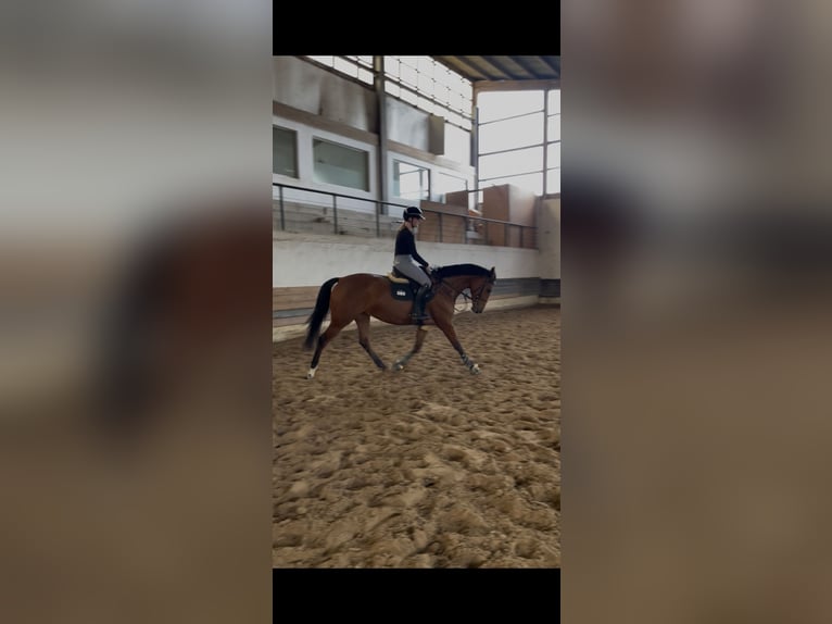 Niemiecki koń sportowy Klacz 4 lat 168 cm Gniada in G&#xF6;ttingen