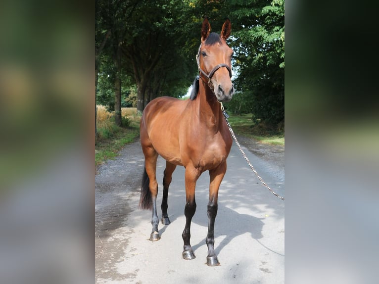 Niemiecki koń sportowy Klacz 4 lat 168 cm Gniada in Neuenkirchen