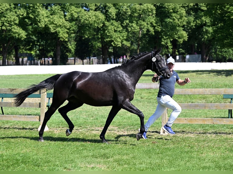 Niemiecki koń sportowy Klacz 4 lat 168 cm Kara in Finsing