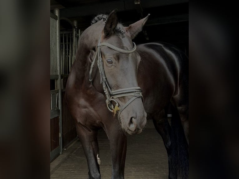 Niemiecki koń sportowy Klacz 4 lat 168 cm Kara in Sch&#xF6;nwalde