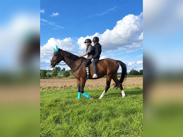 Niemiecki koń sportowy Klacz 4 lat 168 cm  in Nörten Hardenberg