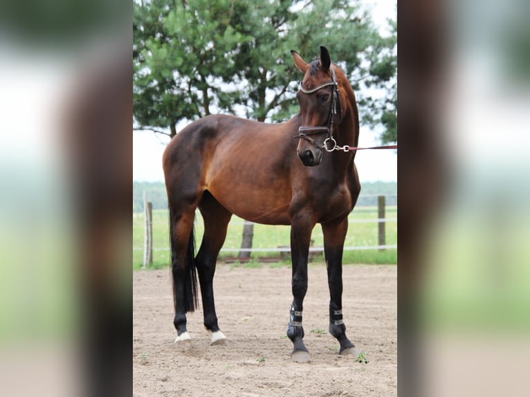 Niemiecki koń sportowy Klacz 4 lat 168 cm Skarogniada in LudwigslustGro&#xDF; Laasch