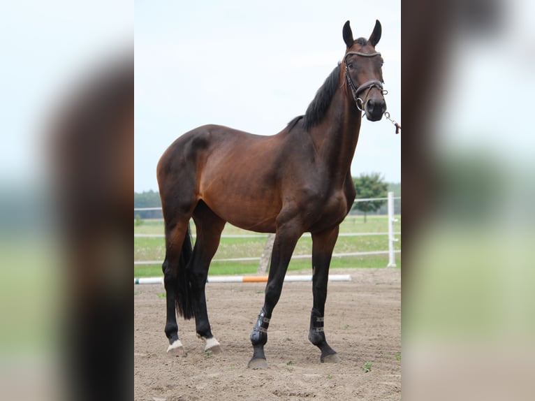 Niemiecki koń sportowy Klacz 4 lat 168 cm Skarogniada in LudwigslustGro&#xDF; Laasch