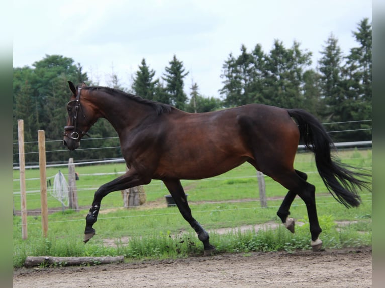 Niemiecki koń sportowy Klacz 4 lat 168 cm Skarogniada in LudwigslustGro&#xDF; Laasch