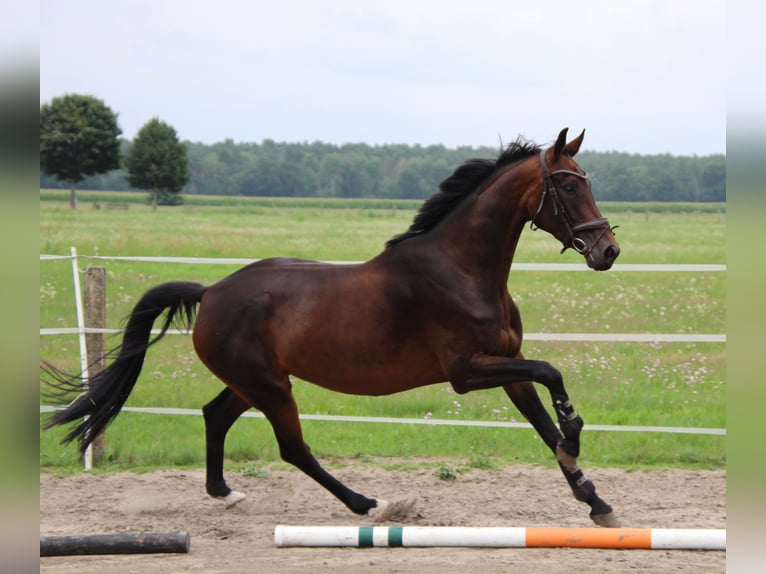 Niemiecki koń sportowy Klacz 4 lat 168 cm Skarogniada in LudwigslustGro&#xDF; Laasch