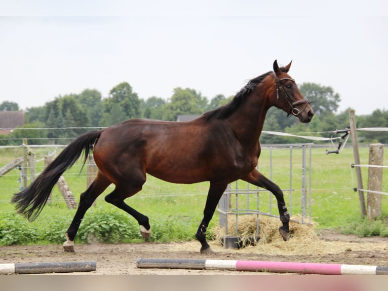 Niemiecki koń sportowy Klacz 4 lat 168 cm Skarogniada in LudwigslustGro&#xDF; Laasch