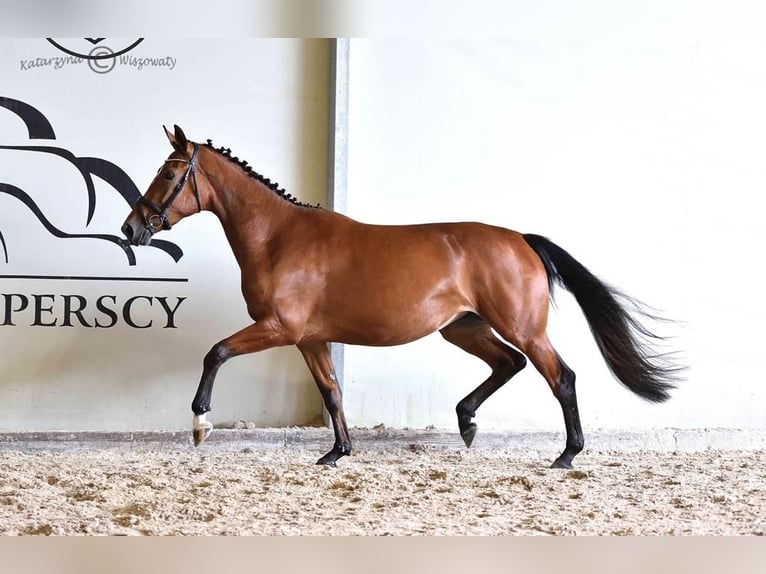 Niemiecki koń sportowy Klacz 4 lat 169 cm Gniada in Lusowo