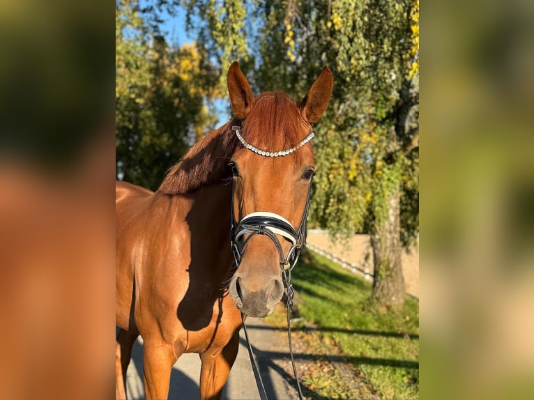 Niemiecki koń sportowy Klacz 4 lat 169 cm Kasztanowata in R&#xF6;ttingen