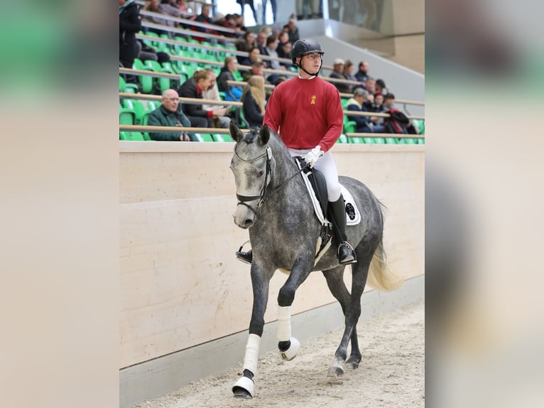 Niemiecki koń sportowy Klacz 4 lat 169 cm Siwa in Priestewitz