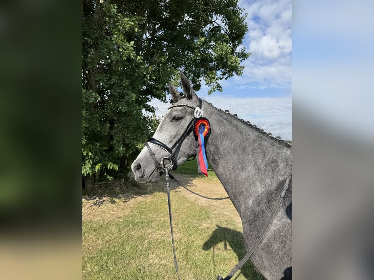 Niemiecki koń sportowy Klacz 4 lat 169 cm Siwa in Priestewitz
