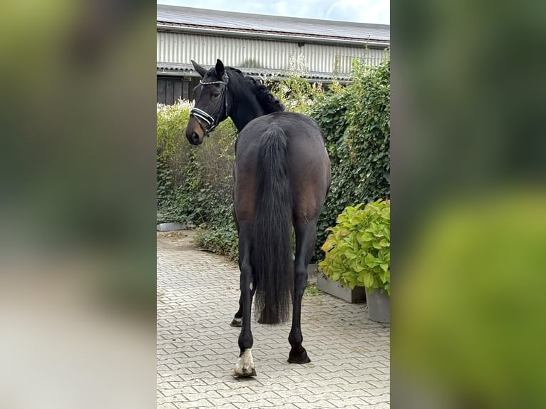Niemiecki koń sportowy Klacz 4 lat 169 cm Skarogniada in Viernheim