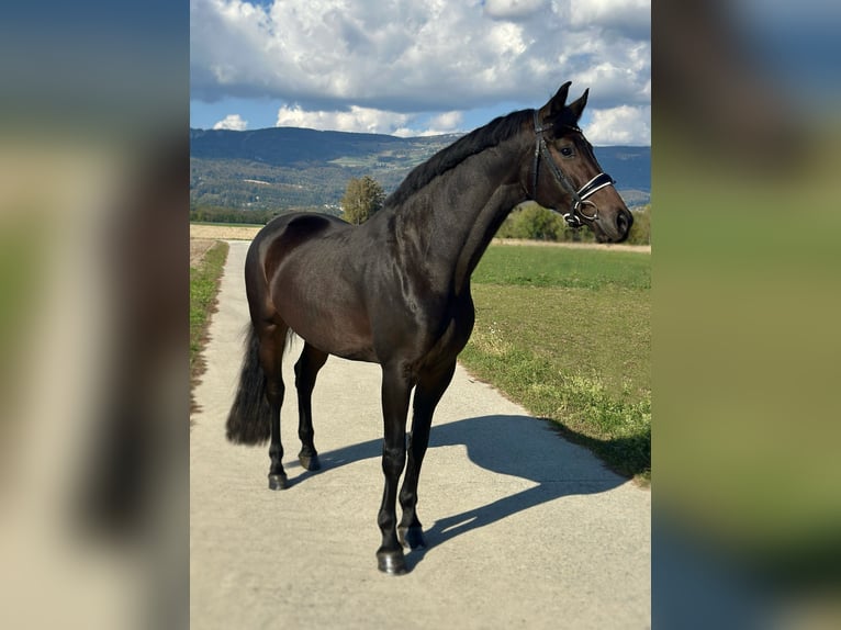 Niemiecki koń sportowy Klacz 4 lat 170 cm Ciemnogniada in Deitingen