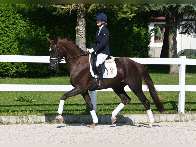 Niemiecki koń sportowy Klacz 4 lat 170 cm Ciemnokasztanowata in Gomadingen