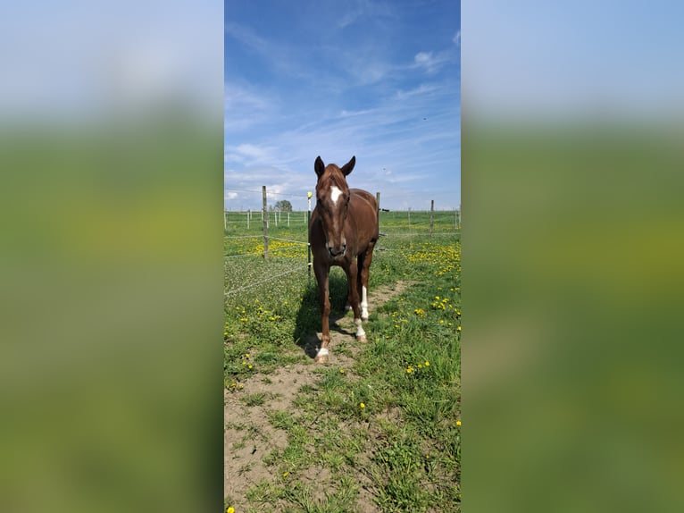 Niemiecki koń sportowy Klacz 4 lat 170 cm Ciemnokasztanowata in Niederwerrn
