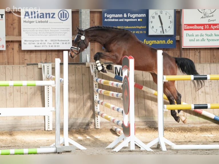 Niemiecki koń sportowy Klacz 4 lat 170 cm Gniada in Sebnitz