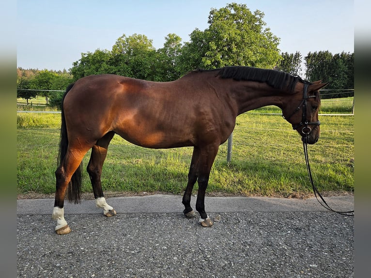 Niemiecki koń sportowy Klacz 4 lat 170 cm Gniada in Bad Schussenried