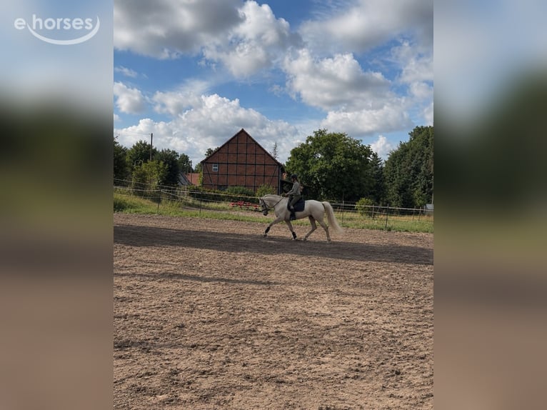 Niemiecki koń sportowy Klacz 4 lat 170 cm Izabelowata in Schollene