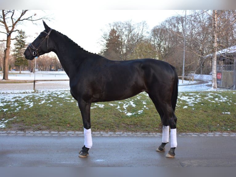 Niemiecki koń sportowy Klacz 4 lat 170 cm Kara in München