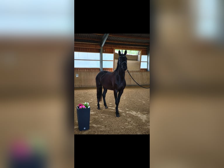 Niemiecki koń sportowy Klacz 4 lat 170 cm Kara in Wilhermsdorf