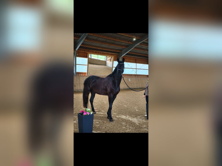 Niemiecki koń sportowy Klacz 4 lat 170 cm Kara in Wilhermsdorf