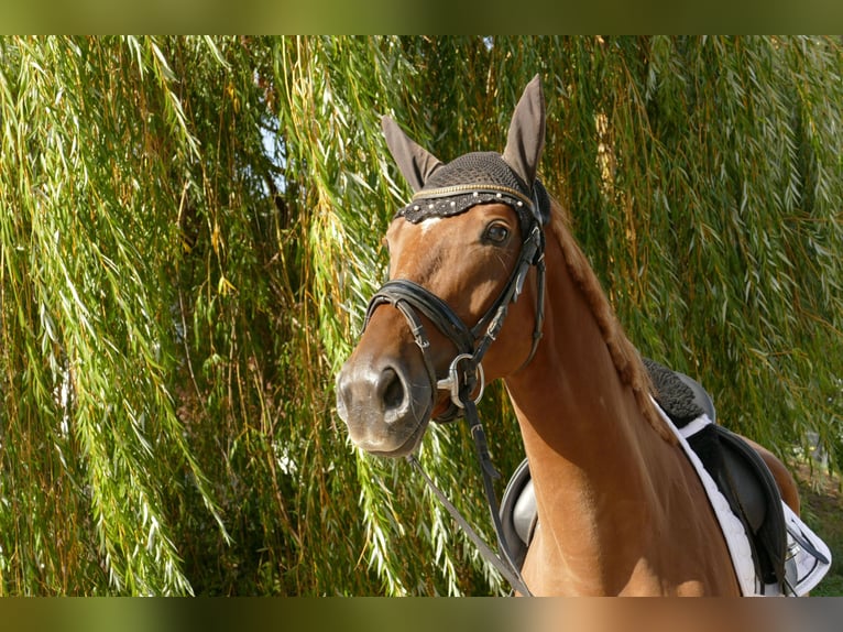 Niemiecki koń sportowy Klacz 4 lat 170 cm Kasztanowata in Niederwerrn