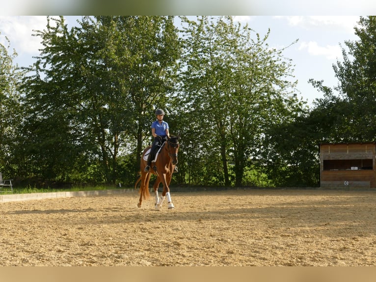 Niemiecki koń sportowy Klacz 4 lat 170 cm Kasztanowata in Niederwerrn