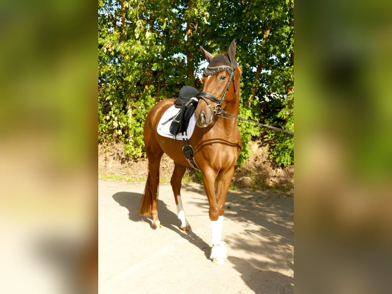 Niemiecki koń sportowy Klacz 4 lat 170 cm Kasztanowata in Niederwerrn