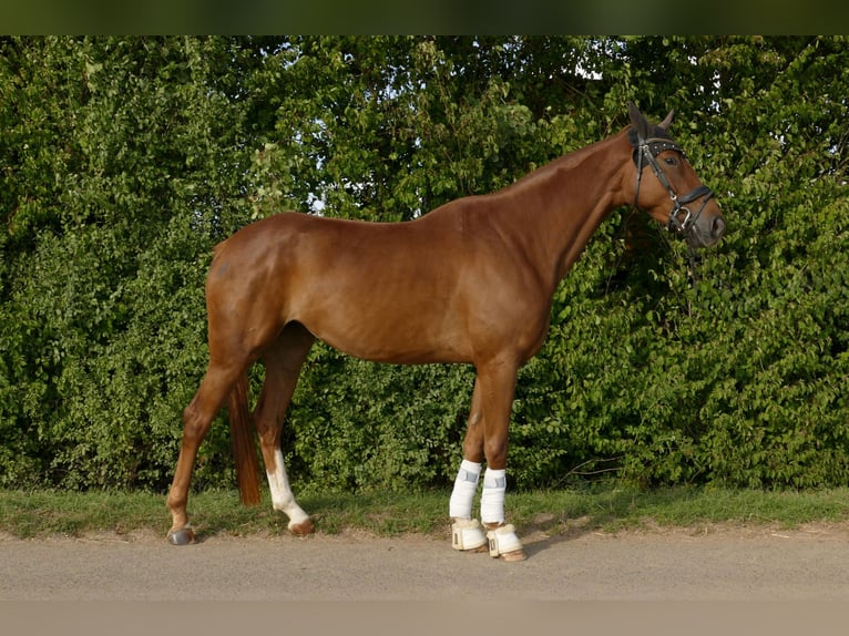 Niemiecki koń sportowy Klacz 4 lat 170 cm Kasztanowata in Niederwerrn