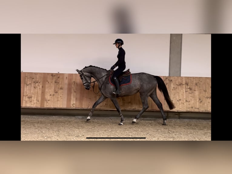 Niemiecki koń sportowy Klacz 4 lat 170 cm Siwa in Erharting