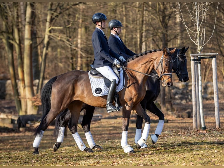 Niemiecki koń sportowy Klacz 4 lat 171 cm Gniada in Moritzburg