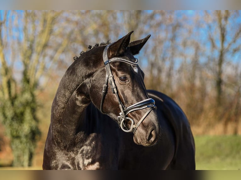 Niemiecki koń sportowy Klacz 4 lat 171 cm Kara in Riedstadt