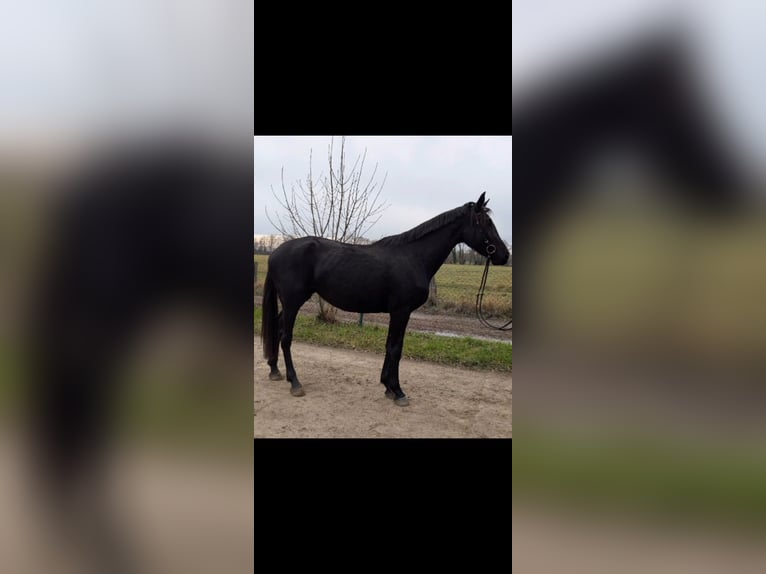 Niemiecki koń sportowy Klacz 4 lat 172 cm Kara in Libbesdorf