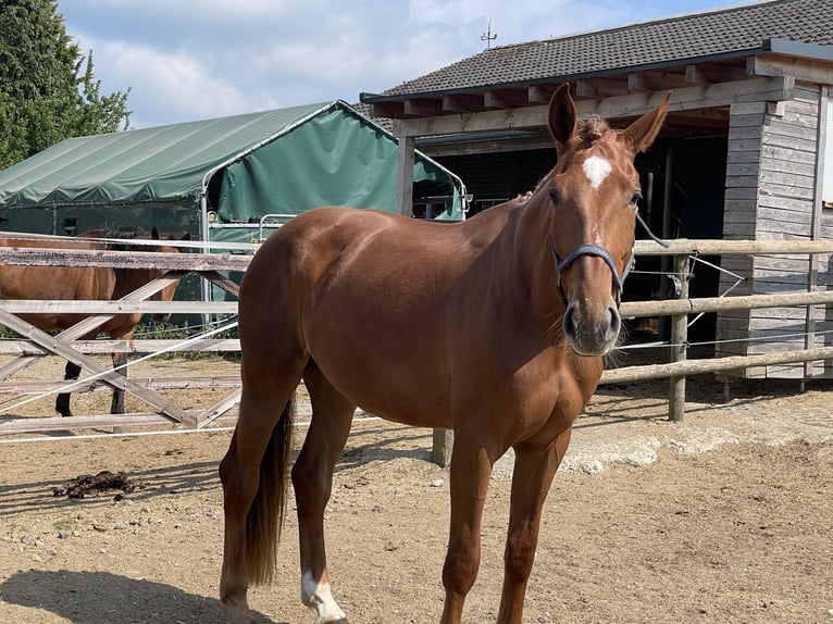 Niemiecki koń sportowy Klacz 4 lat 172 cm Kasztanowata in Buchholz (Westerwald)