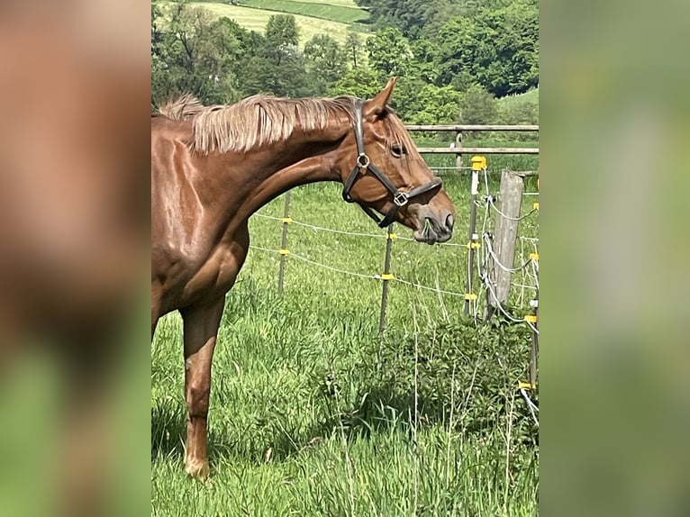 Niemiecki koń sportowy Klacz 4 lat 172 cm Kasztanowata in Buchholz (Westerwald)