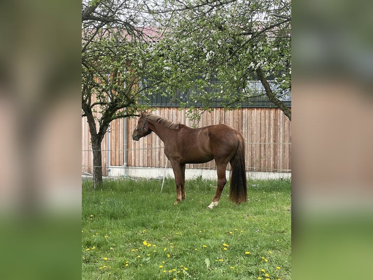 Niemiecki koń sportowy Klacz 4 lat 172 cm Kasztanowata in Buchholz (Westerwald)