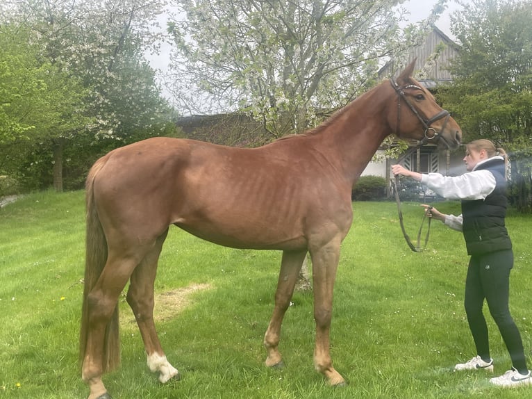 Niemiecki koń sportowy Klacz 4 lat 172 cm Kasztanowata in Buchholz (Westerwald)