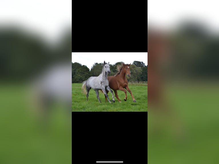Niemiecki koń sportowy Klacz 4 lat 172 cm Kasztanowata in Buchholz (Westerwald)