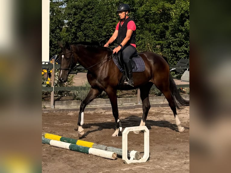 Niemiecki koń sportowy Klacz 4 lat 174 cm Ciemnogniada in Bad Dürkheim