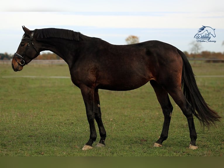 Niemiecki koń sportowy Klacz 4 lat 175 cm Ciemnogniada in Eilenburg