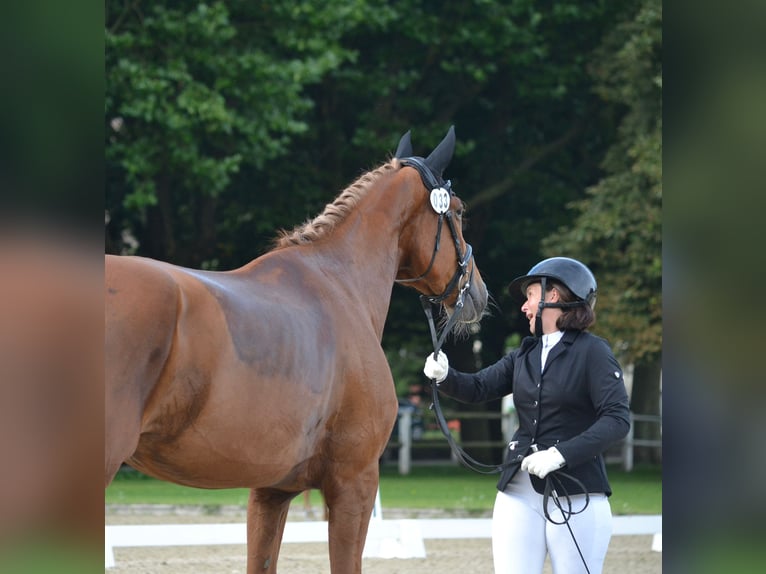 Niemiecki koń sportowy Klacz 4 lat 175 cm Kasztanowata in Buchholz (Westerwald)
